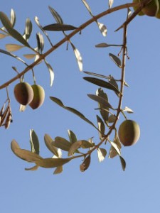 Olive+branch1