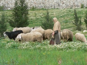 shepherdessmary