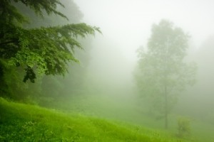 Green Mist by Evgeni Dinev